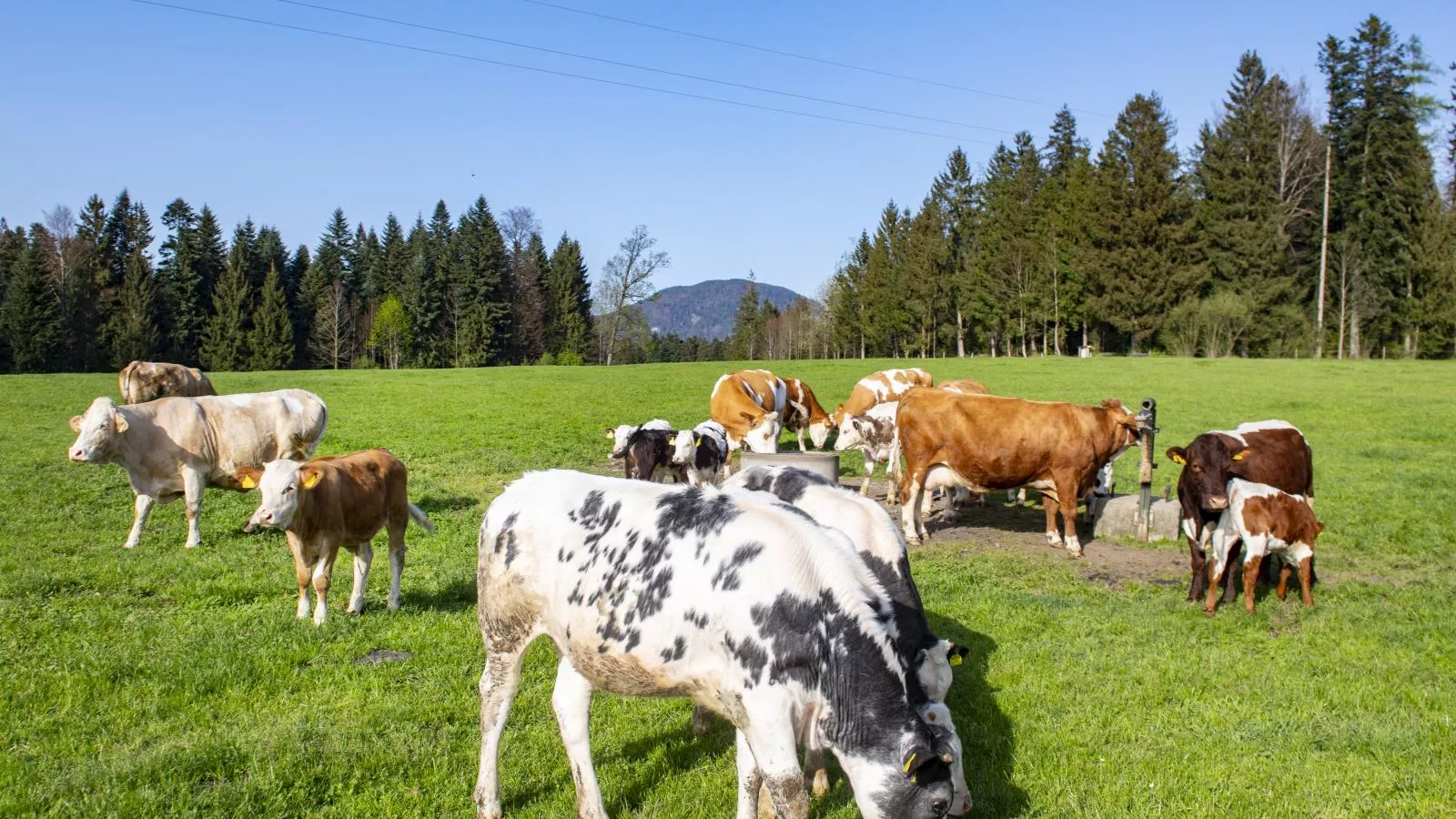 Auszeit am Bauernhof-Gebieden zomer 1km