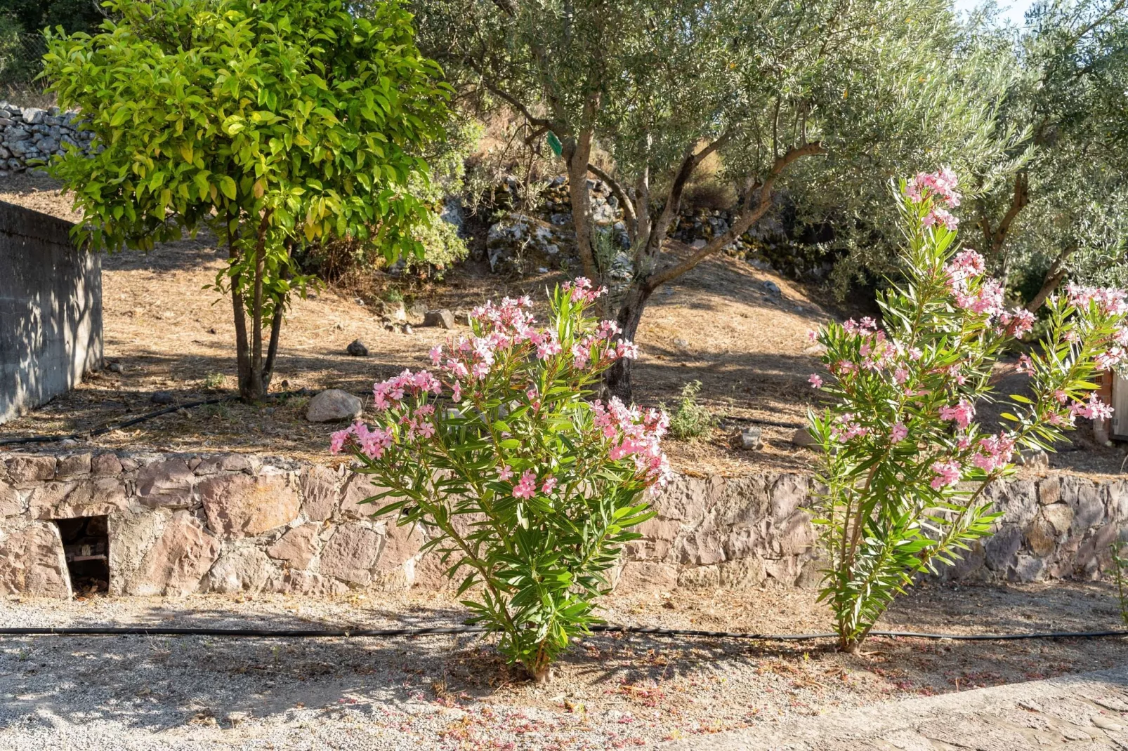 Sfeervolle studio op Lesbos met een balkon-Tuinen zomer