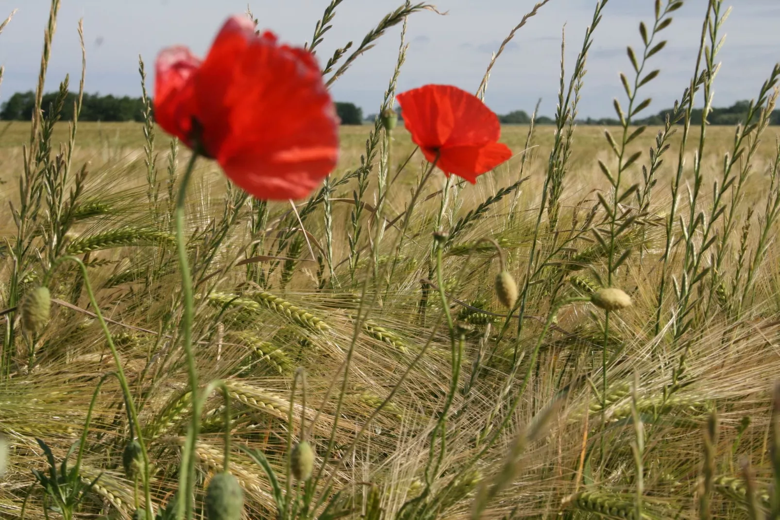 Schwalbenring nahe Karls Erdbeerhof-Gebieden zomer 5km