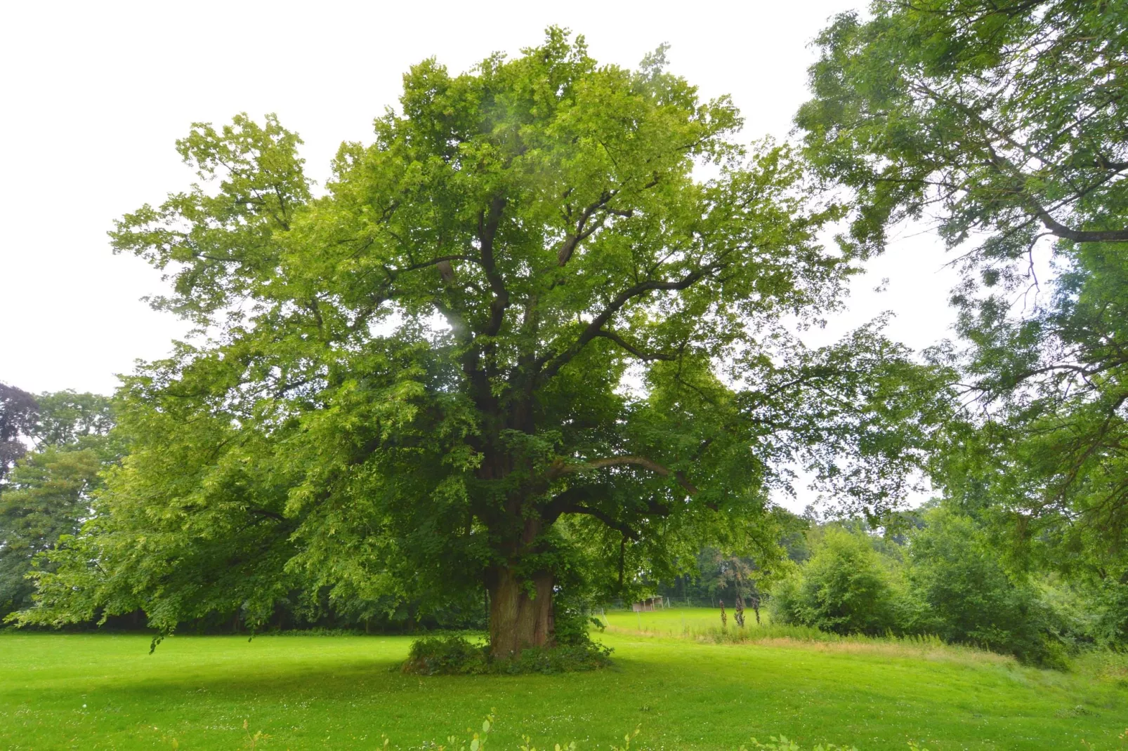 Le Vieux Tilleul du Château-Tuinen zomer