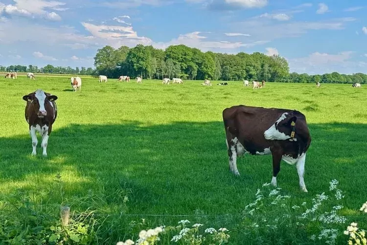 De Mattelier-Gebieden zomer 5km