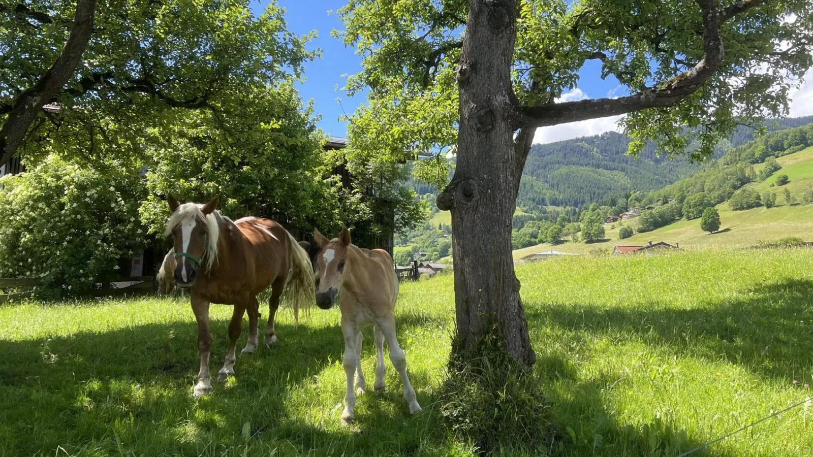 Sonnen Lodge Kaprun