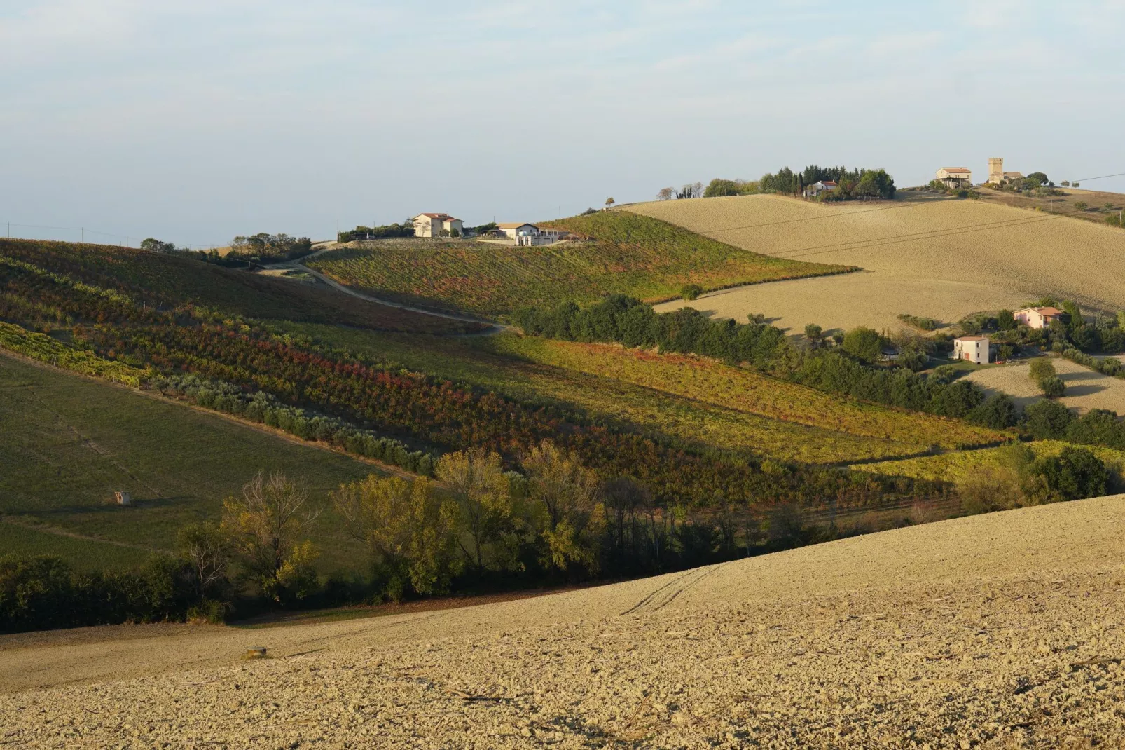 Olio