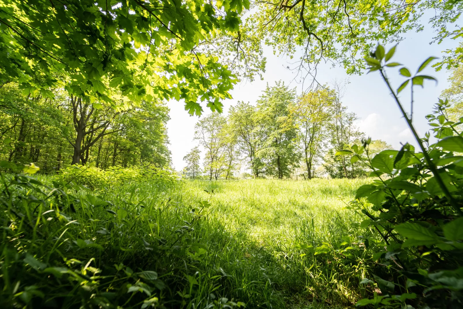 Boshuisje-Gebieden zomer 5km