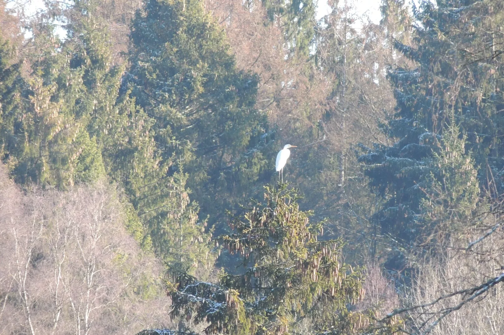Domaine du Pichoux-Tuin winter