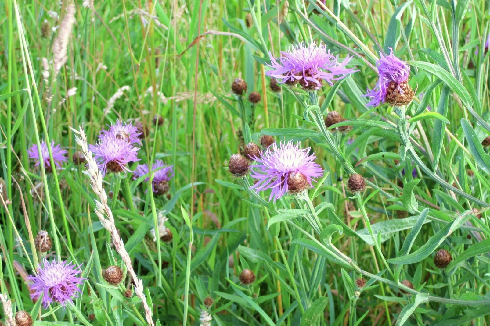 Les Vateaux-Gebieden zomer 20km