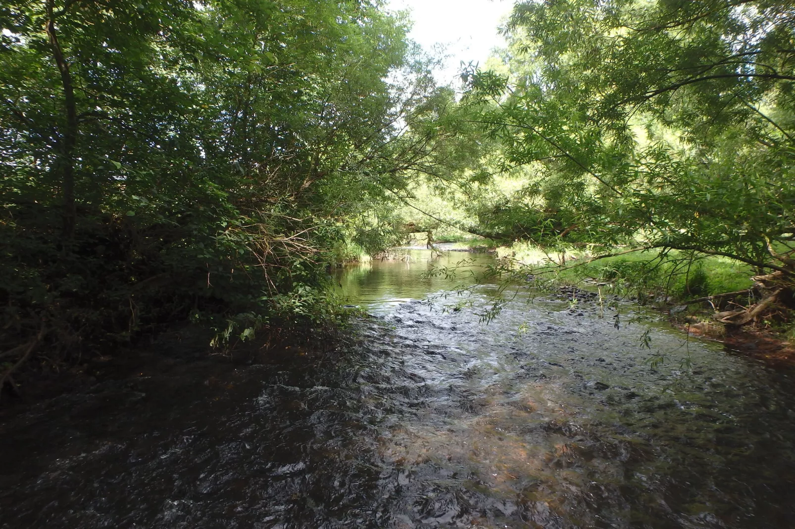 Ferienwohnung Waldblick-Gebieden zomer 1km