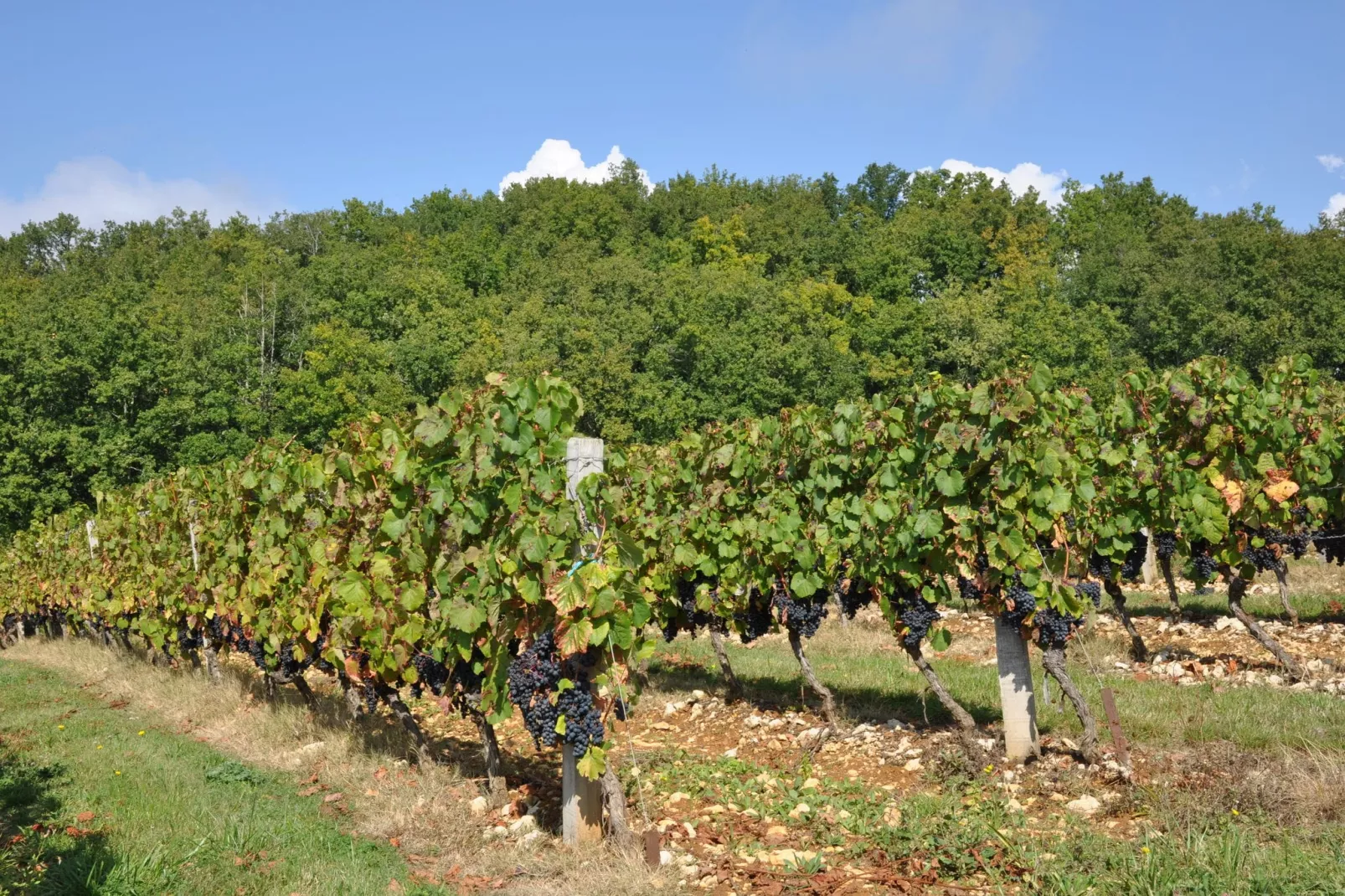 Villa Le Houga-Gebieden zomer 1km