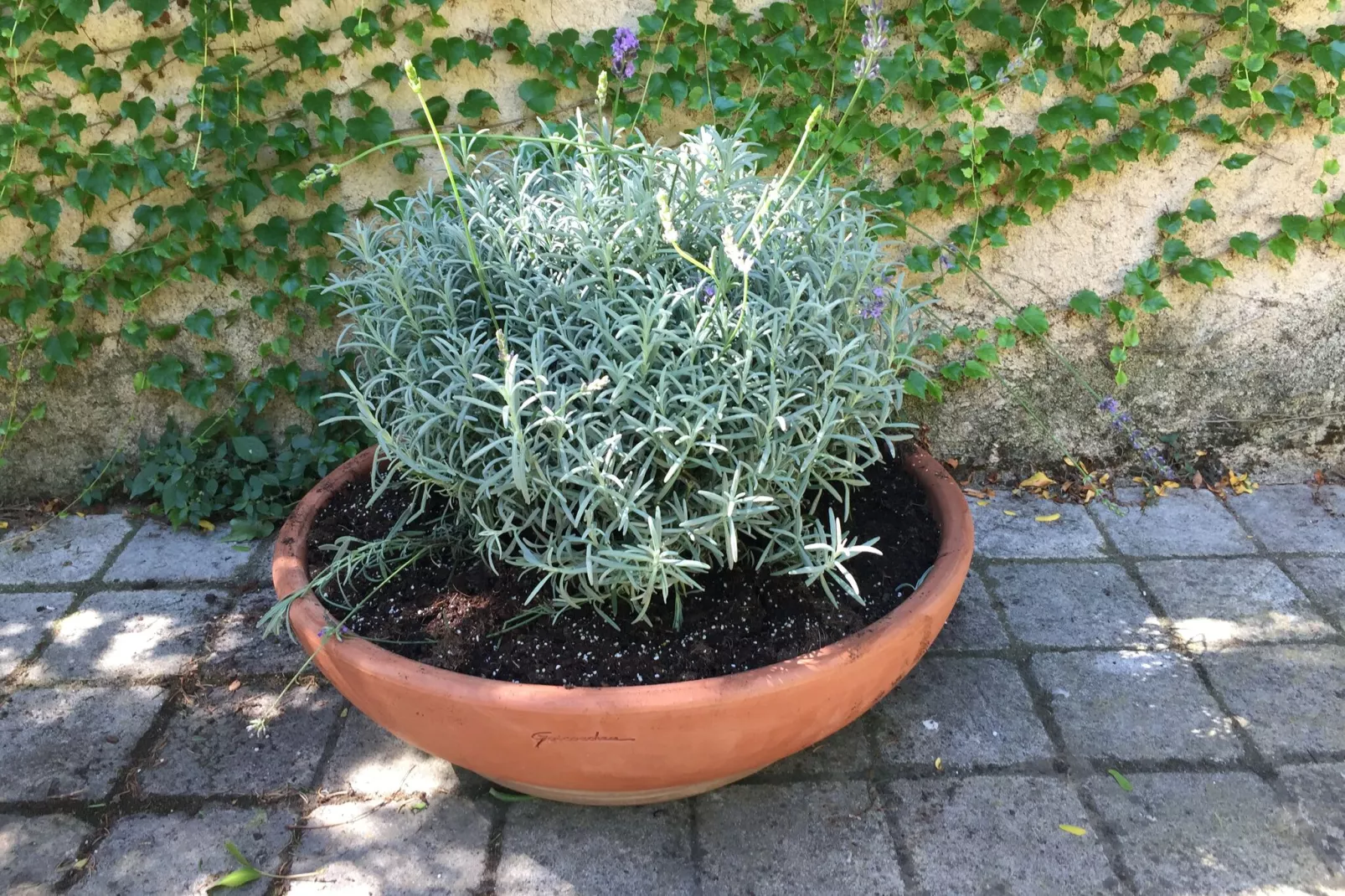 Au coeur du Languedoc-Tuinen zomer