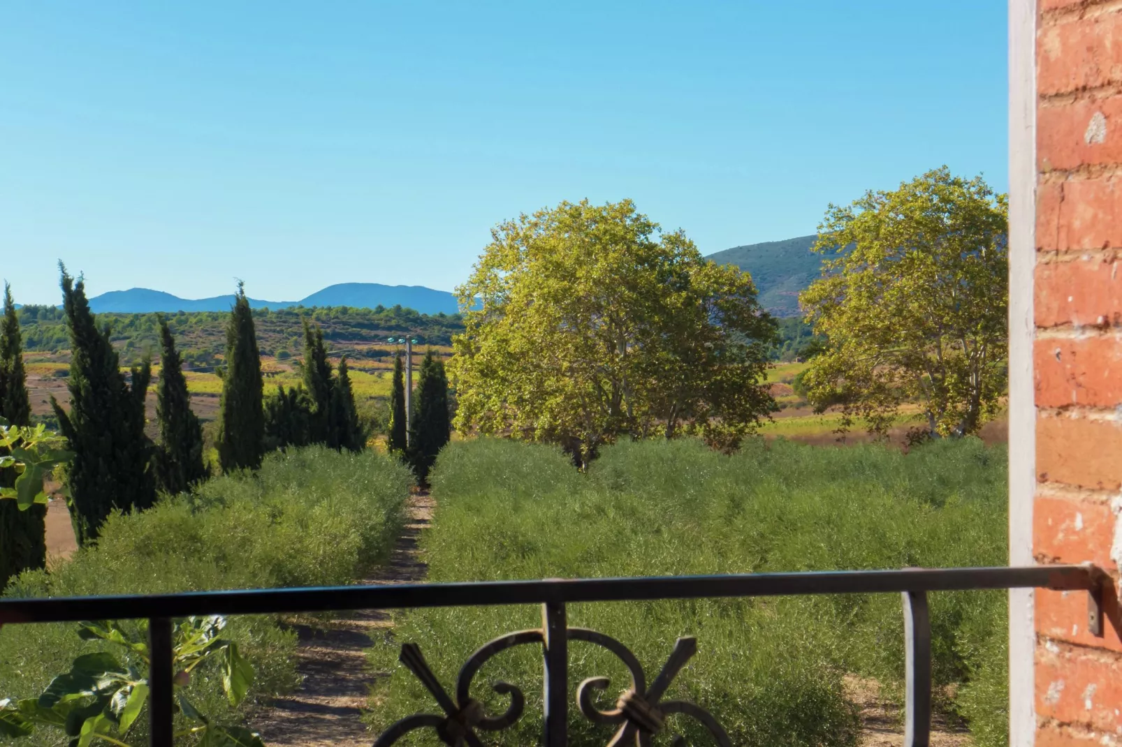 Maison de vacances - MURVIEL-LES-BEZIERS-Tuinen zomer