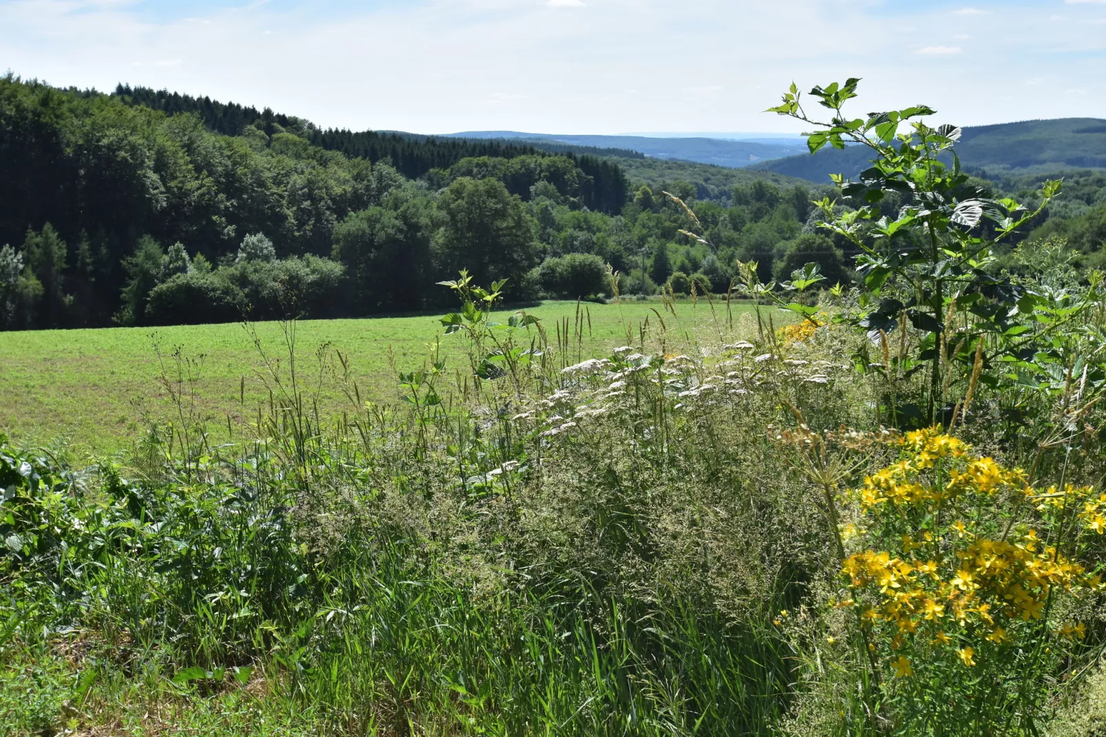 Gite 6 pers Bellevue - Le-Chardonneret-Gebieden zomer 5km