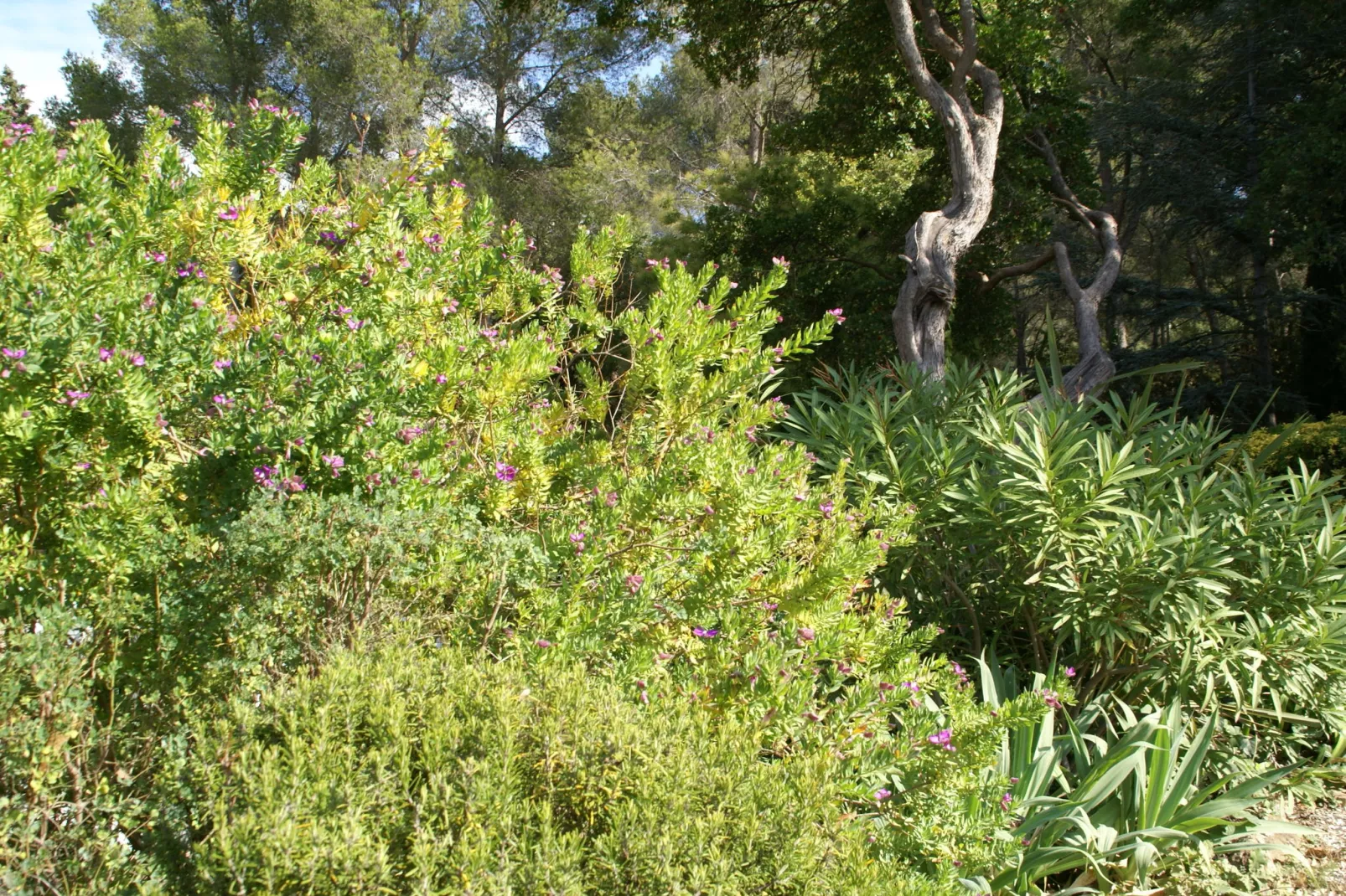 Provencal-Gebieden zomer 1km