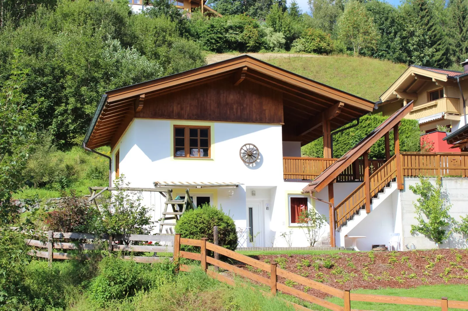 Alpensteinbock Saalbach D-Buitenkant zomer