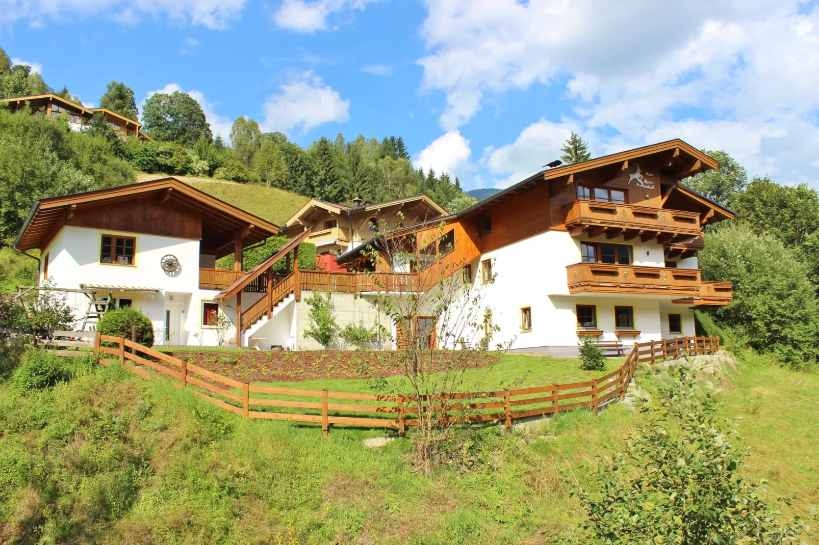 Alpensteinbock Saalbach D-Buitenkant zomer