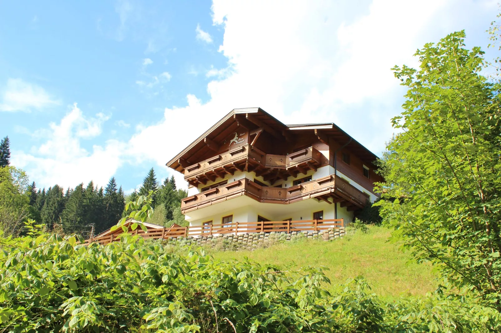 Alpensteinbock Saalbach D-Buitenkant zomer