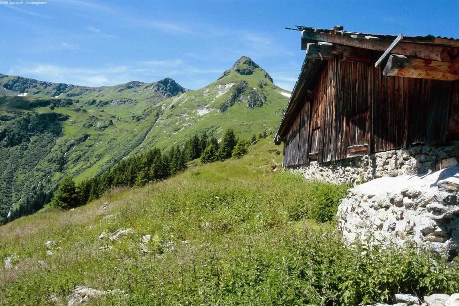 Alpensteinbock Saalbach D-Gebieden zomer 5km