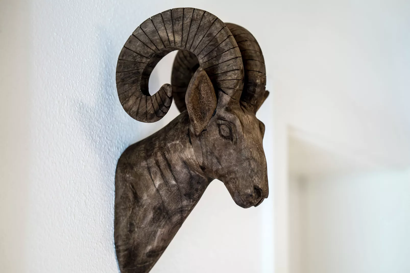 Alpensteinbock Saalbach D-Sfeer