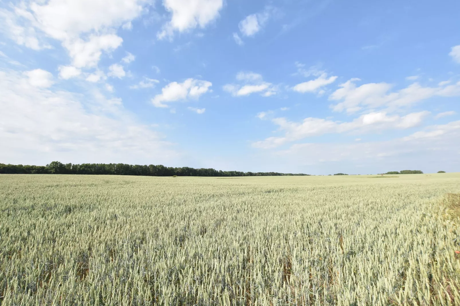 Ferienwohnung am Wald / Büdnerreihe-Gebieden zomer 1km