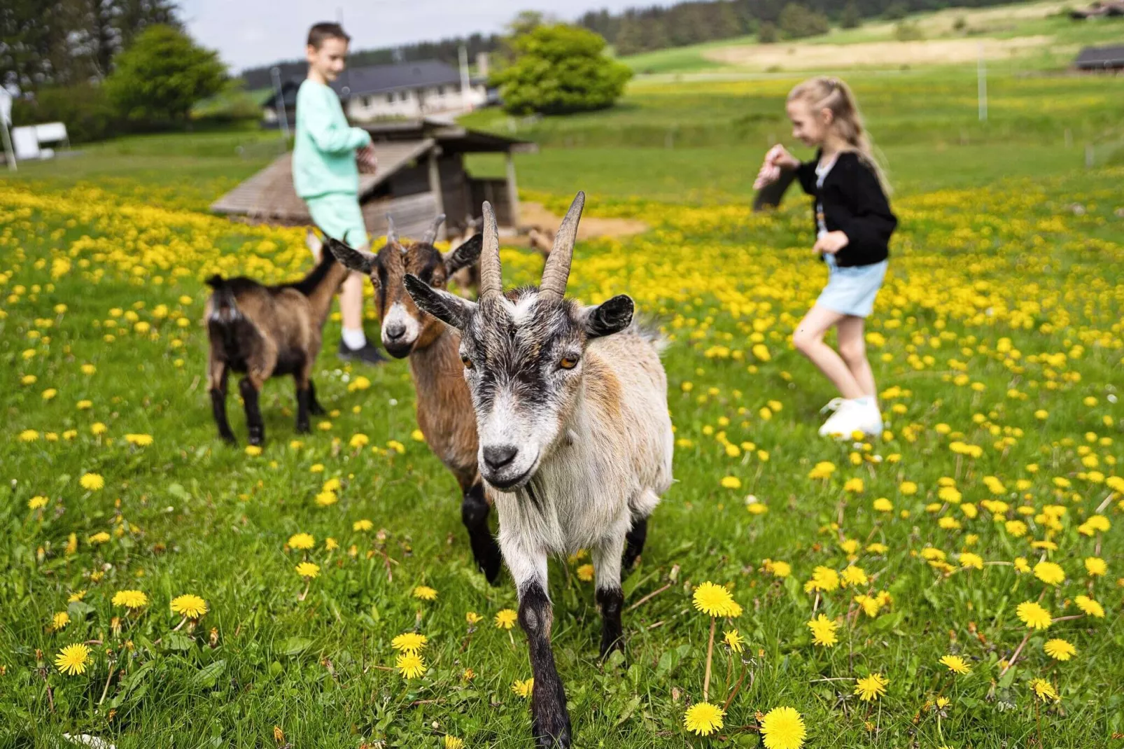 6 persoons vakantie huis op een vakantie park in Hanstholm-Zonnekamer