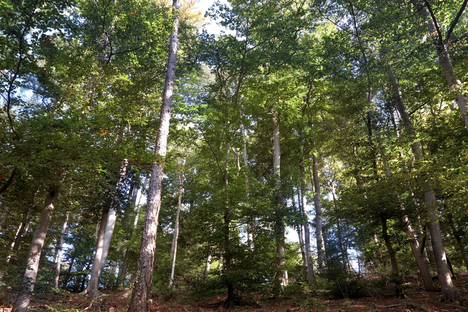 Weserbergland - Bad Pyrmont-Gebieden zomer 20km