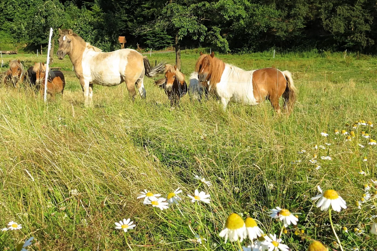 Am Ferienbauernhof - FW 6 und 7-Gebieden zomer 1km
