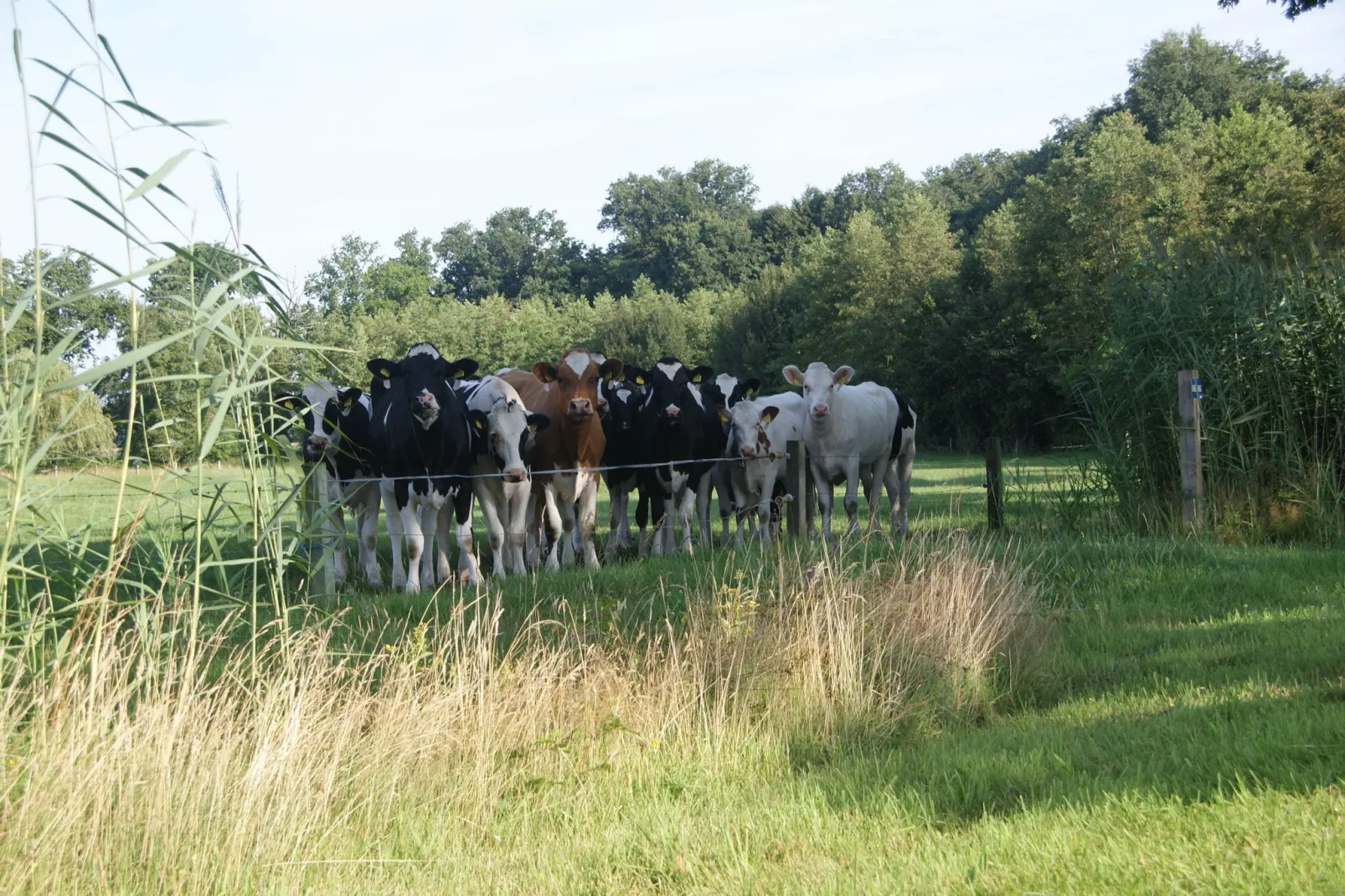Landrijk de Reesprong 2-Gebieden zomer 1km