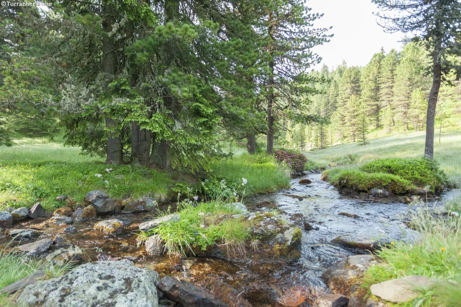 Alpenpark Turrach 2-Gebieden zomer 1km