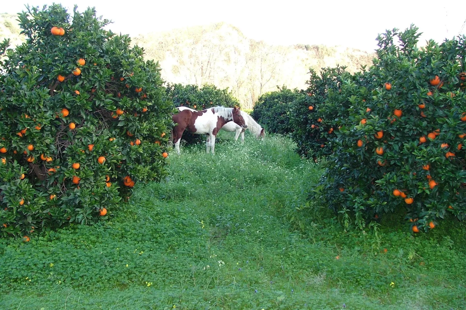 Casa Donna Vittoria-Gebieden zomer 1km