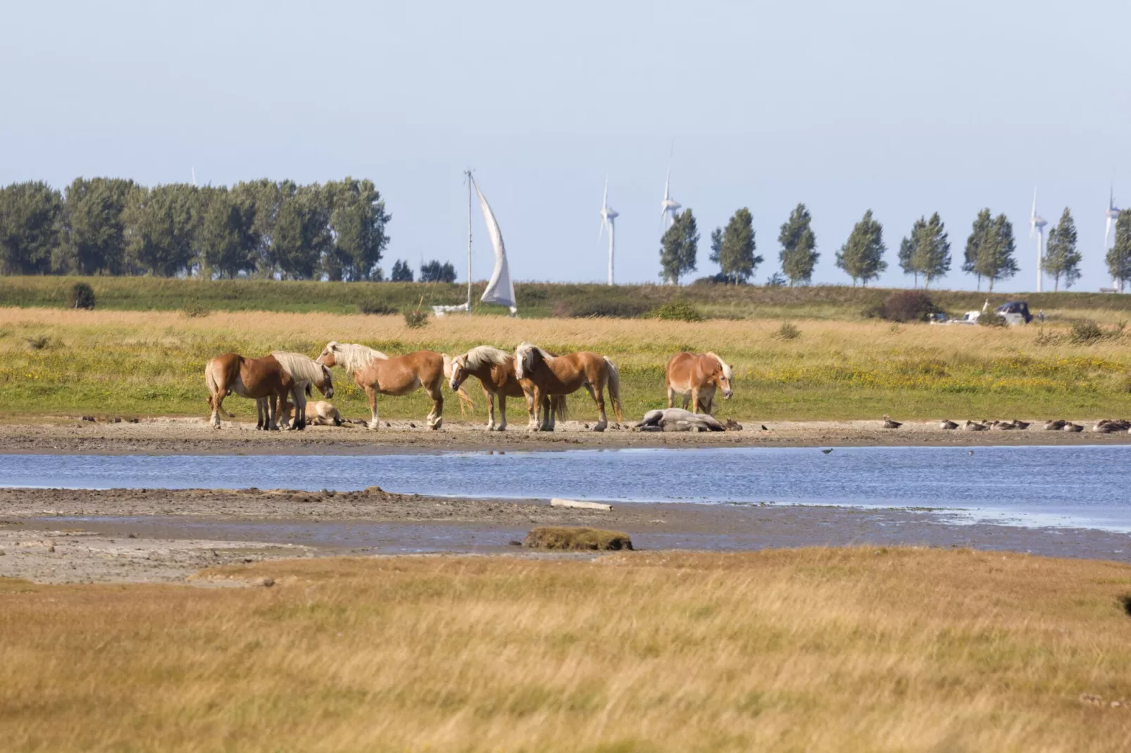 Domein Het Camperveer Veerse Meer 6-Gebieden zomer 1km