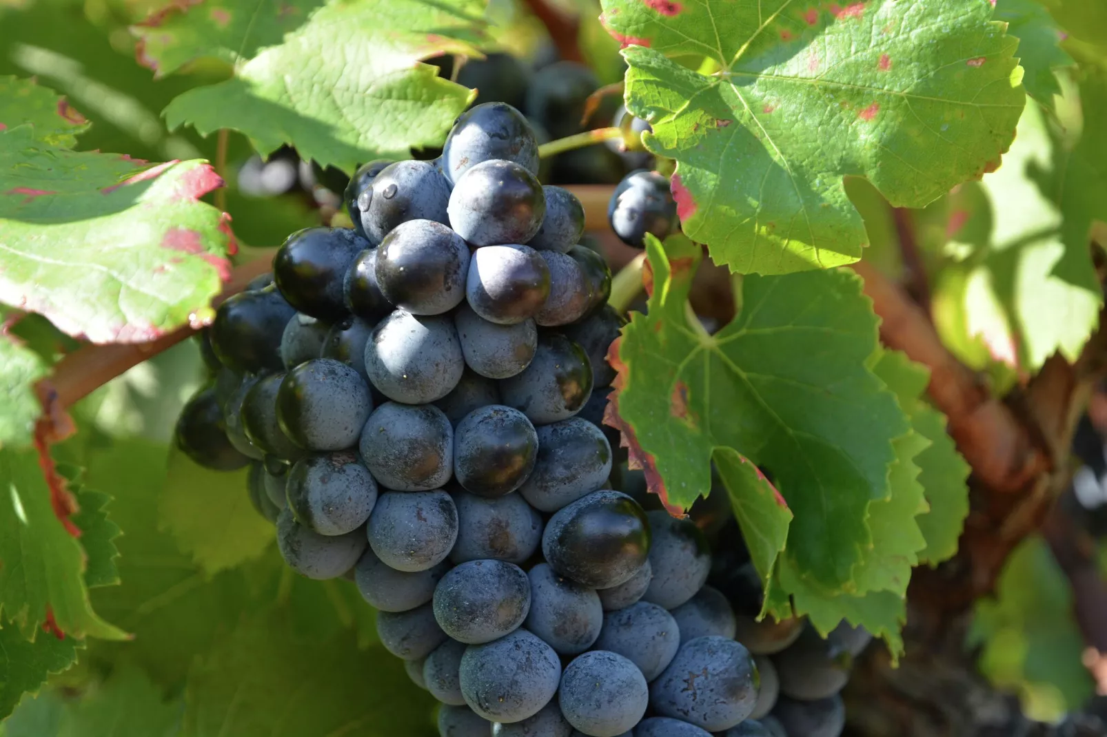 Domaine de Lavit-Sfeer