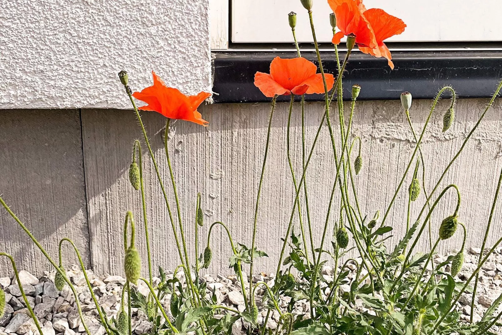 6 persoons vakantie huis in GOTLANDS TOFTA-Niet-getagd