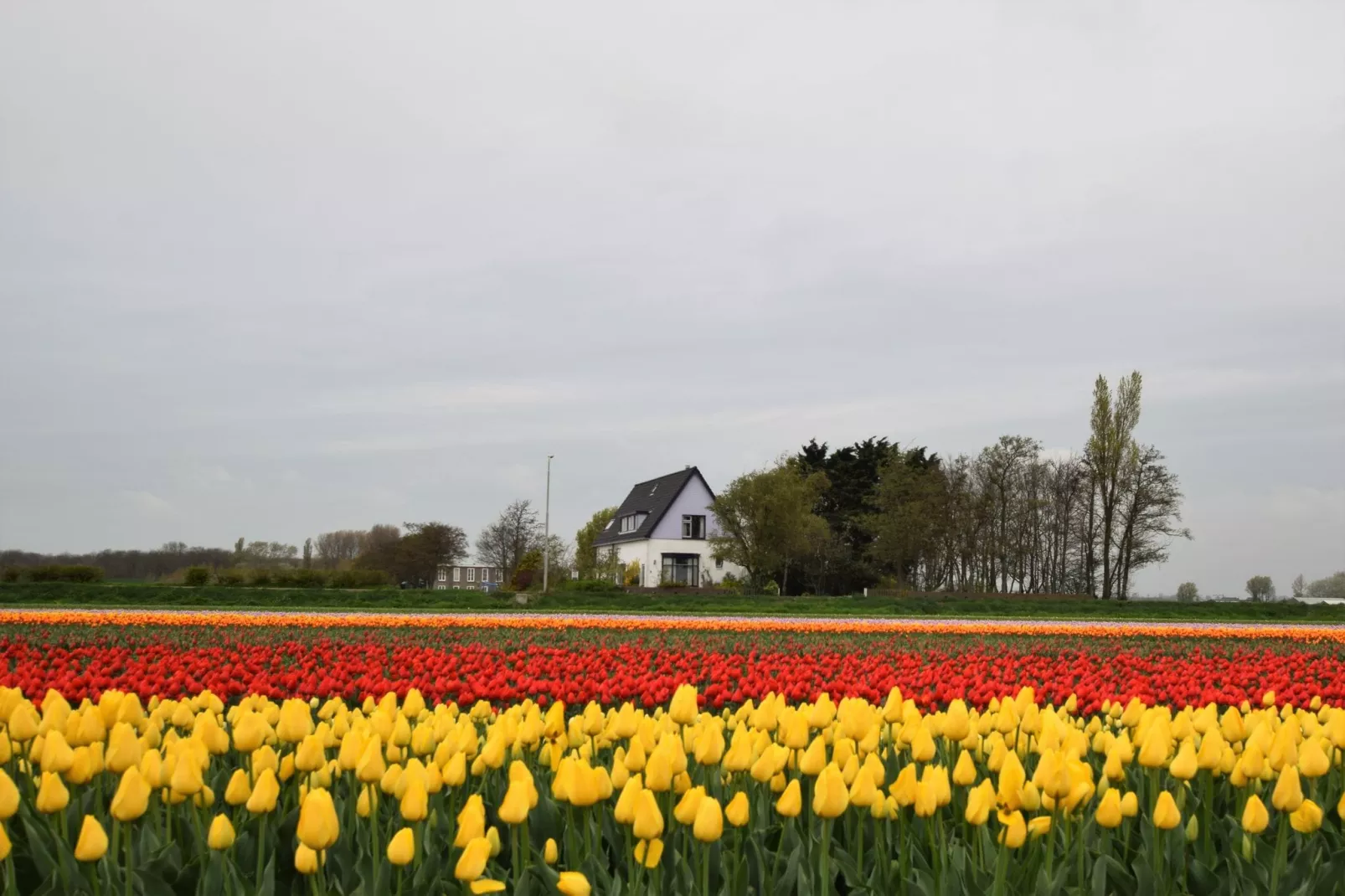 Morgenrood