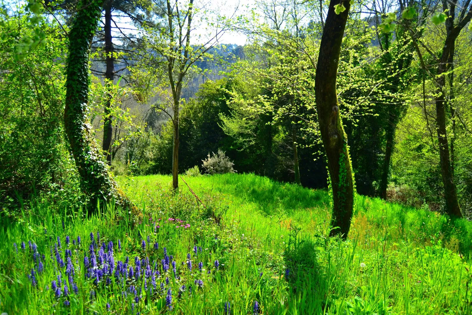 Mooi ouderwets en gezellig vakantiehuis met zwembad in een landelijke omgeving-Gebieden zomer 1km