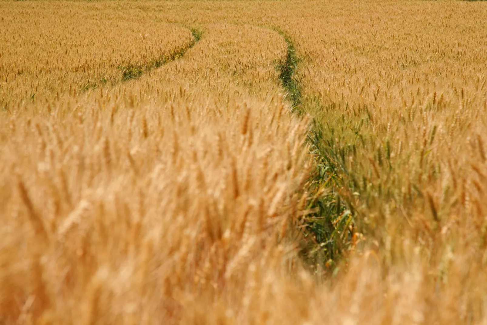 Hoeve in gunne winkel 1 en 2-Gebieden zomer 1km
