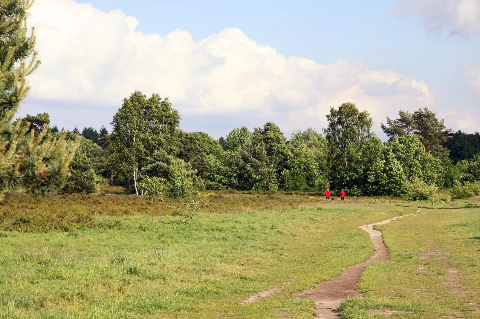 Twentie-Gebieden zomer 1km