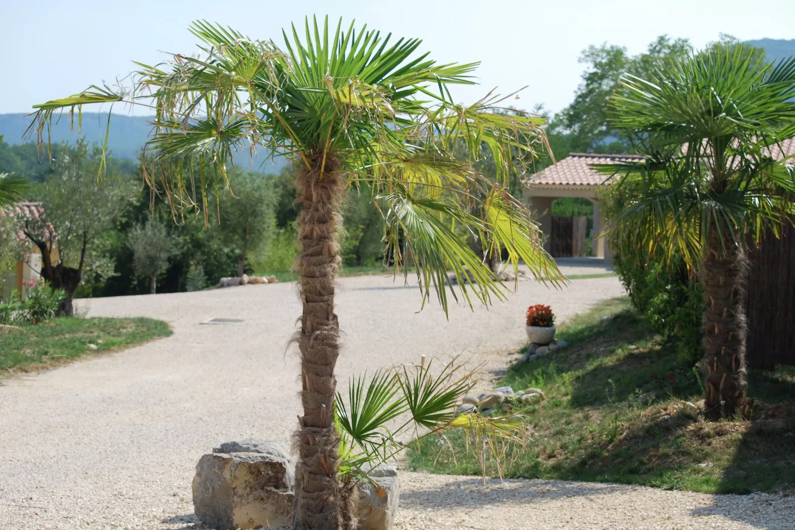 Sampzon Mimosa ou Iris - Tuinen zomer