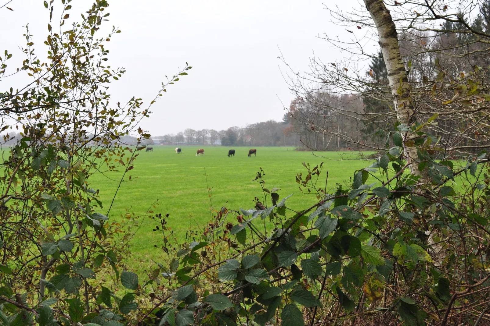 Loods 57B - Gebieden zomer 1km