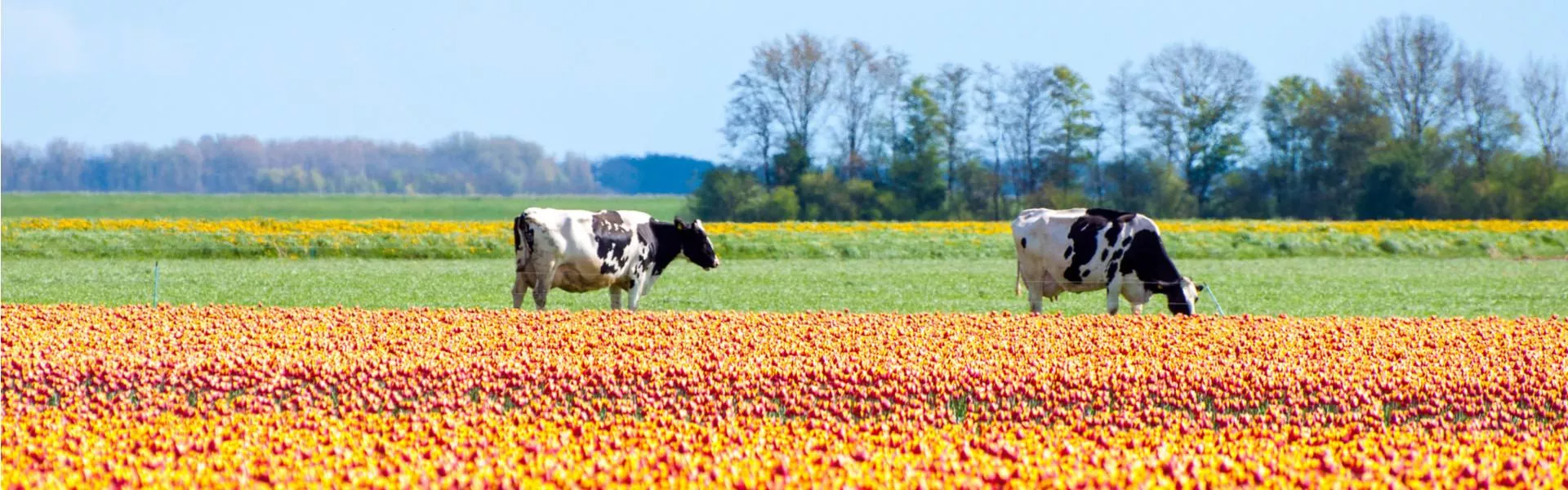 Vakantiehuizen Dronten